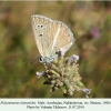 polyommatus damonides nusnus male 2